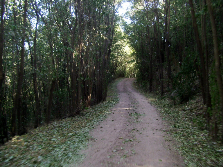 selva negra 1 768x576