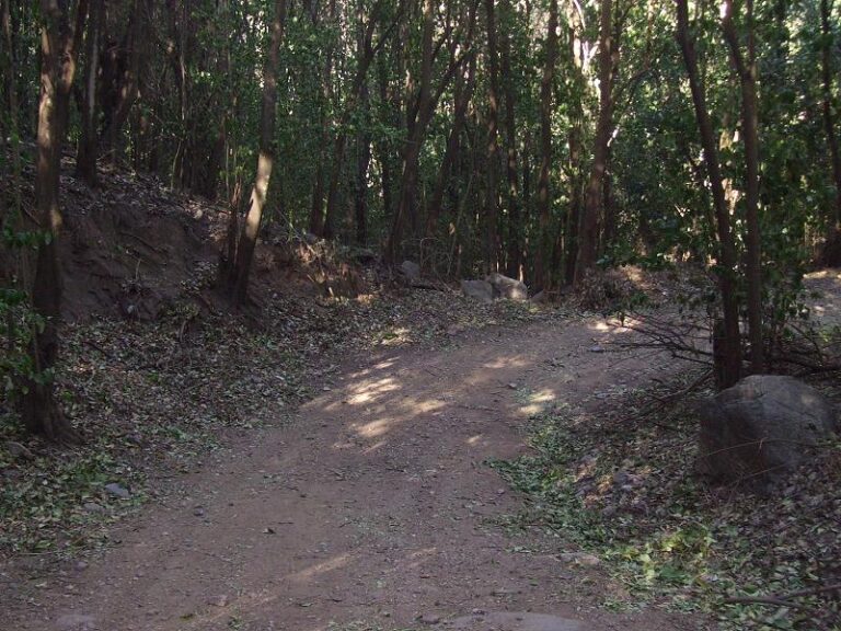 selva negra 2 768x576